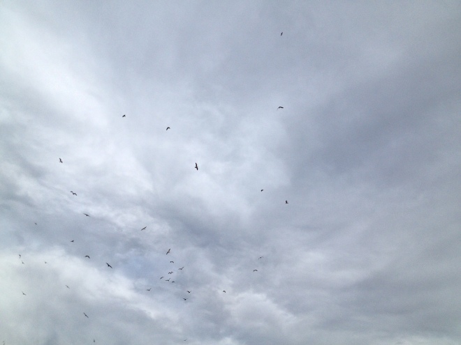 Birds above Anaheim Coves