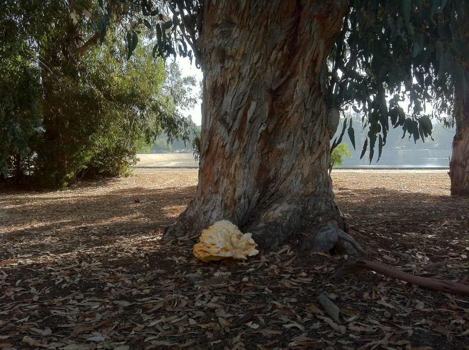 Laetiporus (aka Chicken of the Woods) growing at the base of a eucalyptus